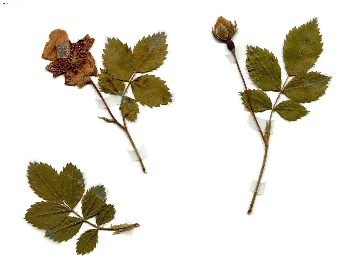 Rosa arvensis (Rosaceae)